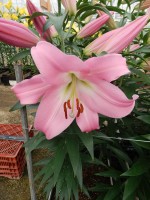 [5159 Tabledance Mak No02.JPG]